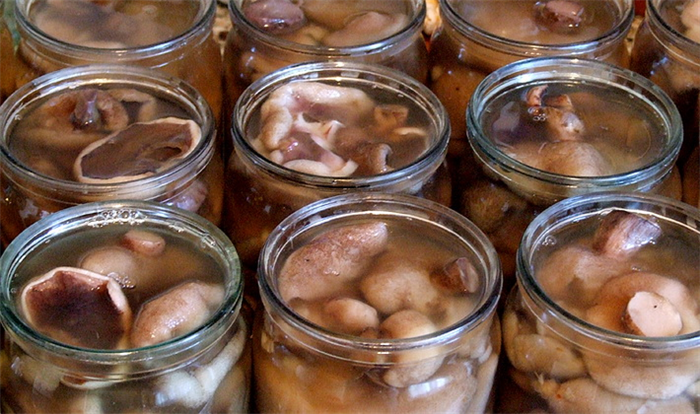 Маринование летних, осенних и пеньковых опят на зиму