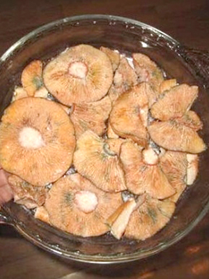 Хрустящие рыжики: рецепты засолки и маринования грибов